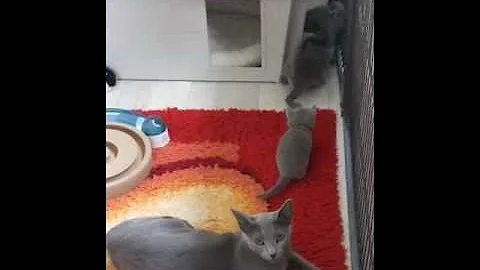 Video 11619441: russian blue kitten, cattery