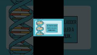 The Most Powerful Molecule Ever Dna