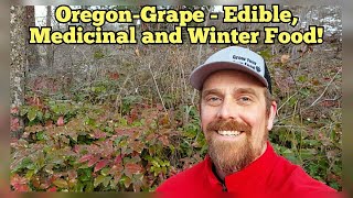 OregonGrape  Edible, Medicinal, Winter Food, and Edible Landscaping!