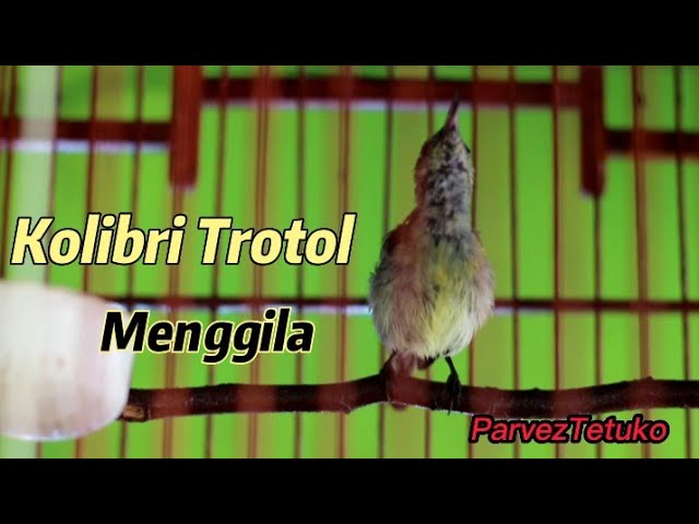 Kolibri Ninja Trotol Sadiisss class=