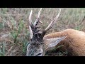 Roebuck hunting in Romania 2018 best of compilation - Rehbockjagd in Rumänien 2018 beste Momente