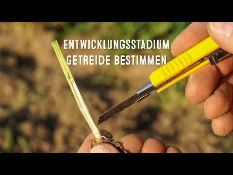 Video: Was ist das: Bestockung von Getreide?