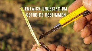 Das Entwicklungsstadium (BBCH) im Getreide zum Schossbeginn bestimmen | LG Seeds Deutschland