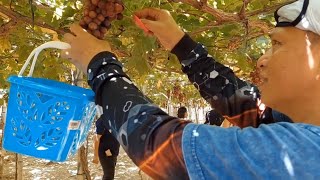 Grape picking adventure | Caba La union | NMAXV2.Y