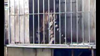 Download Lagu Tiger mit Stereotypen im Circus Universal Renz