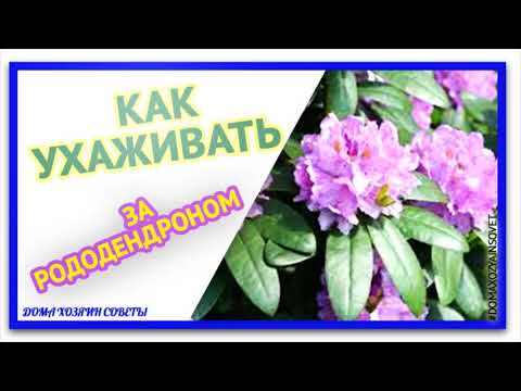 Бейне: Мәскеу облысында рододендрондар (44 фото): сорттардың атаулары, Мәскеу маңында рододендрон отырғызу ережелері. Күтім ерекшеліктері. Олар қашан гүлдейді?