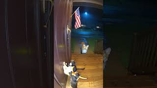 Three Cats Begging For Help Then This Appears