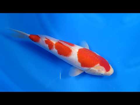 GK-2102 - Kohaku - Dainichi