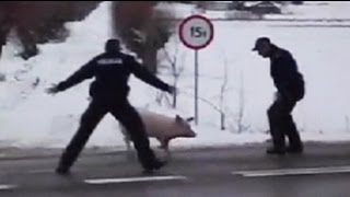 Der Freiheitsdrang der Schweine