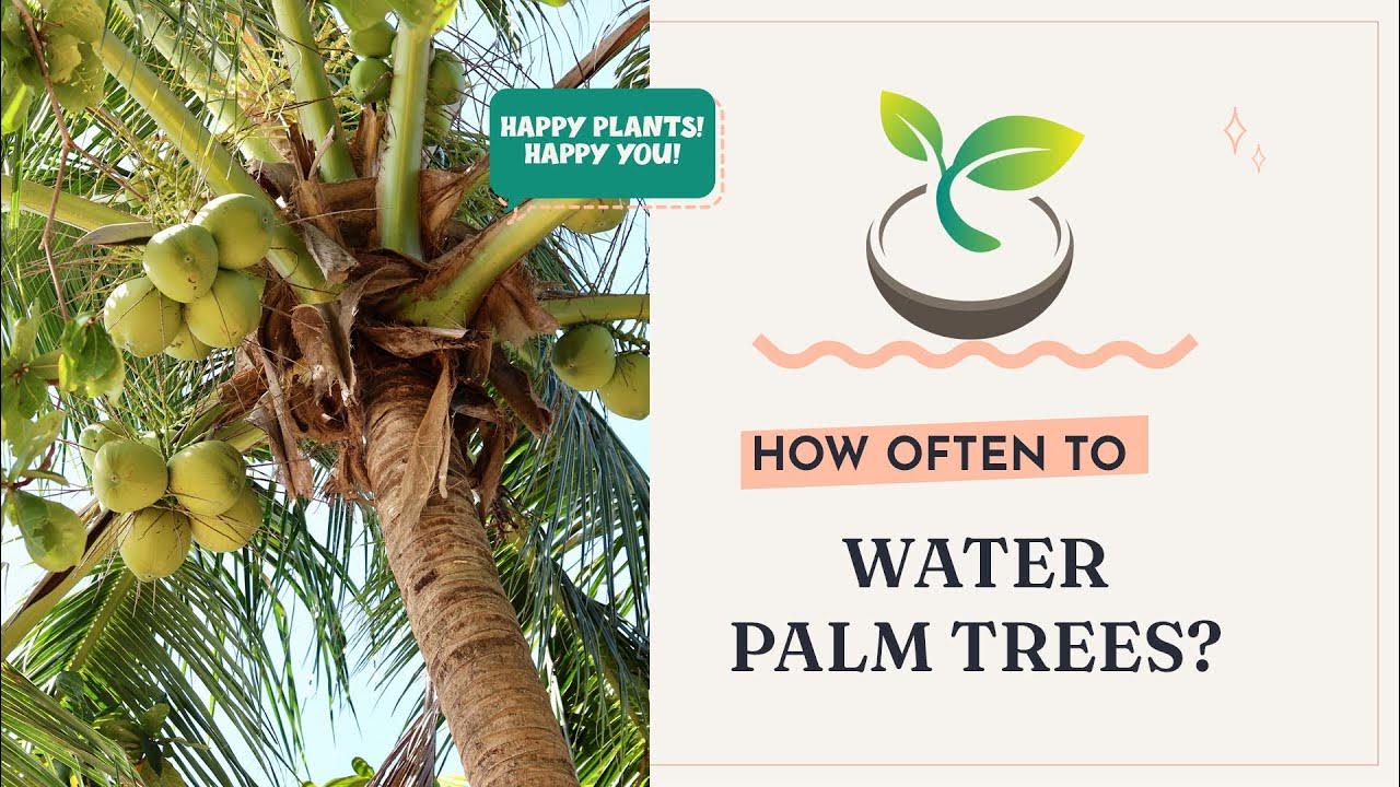 🌿 How Often to Water Palm Trees? Your Essential Guide YouTube