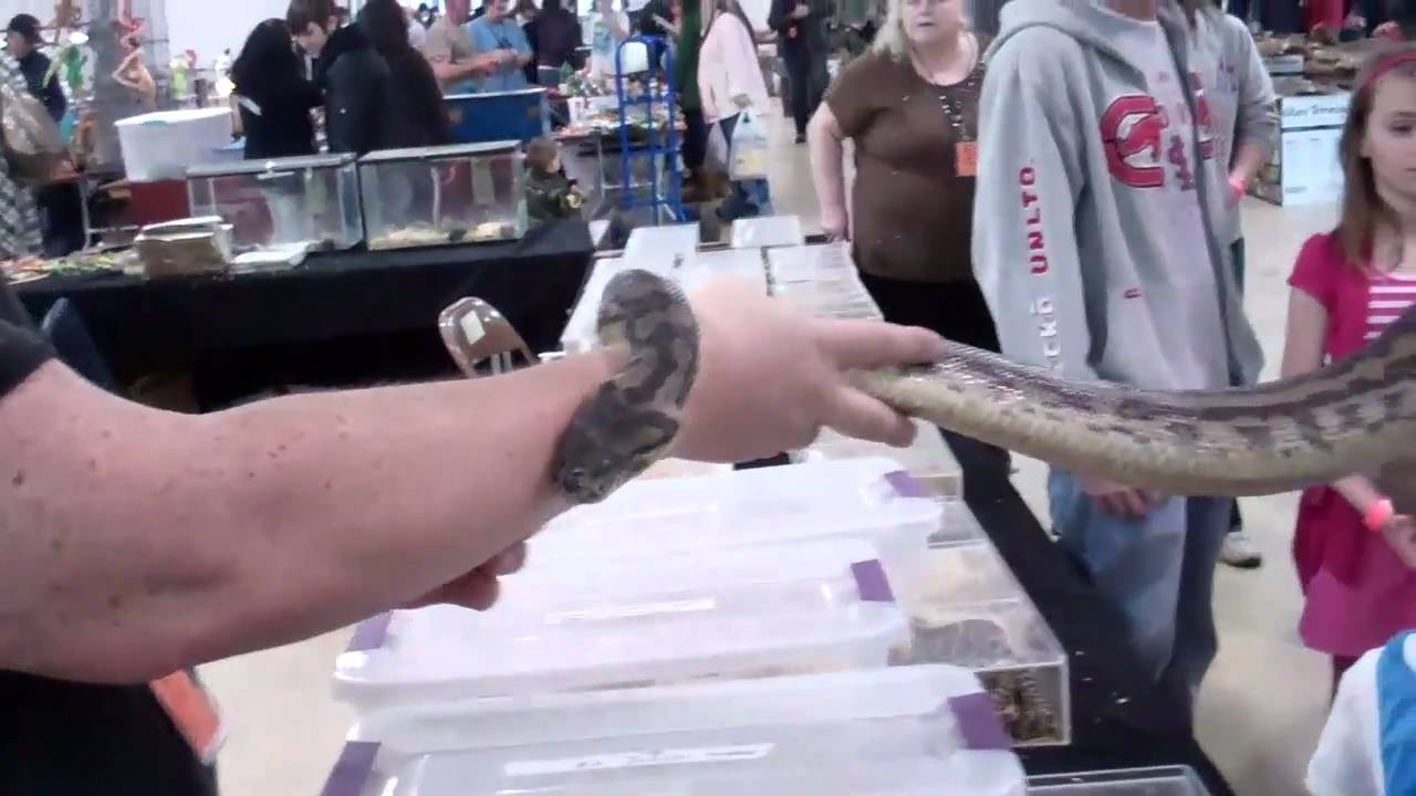 Taylor reptile expo! - YouTube