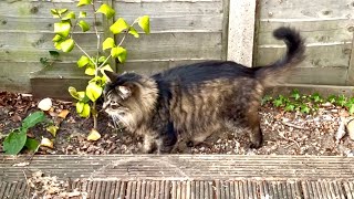 Lions in the garden