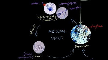 Reproduction in Fungi | Biological Classification | Biology | Khan Academy