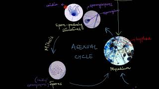 Reproduction in Fungi | Biological Classification | Biology | Khan Academy