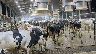 cow's going to milking porlur for milking | night view#cow #dairyfarming #animal #animal #dairy