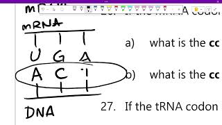 2026-05-28 Going over p. 68 - Complementary DNA triplets, mRNA codons, tRNA anticodons