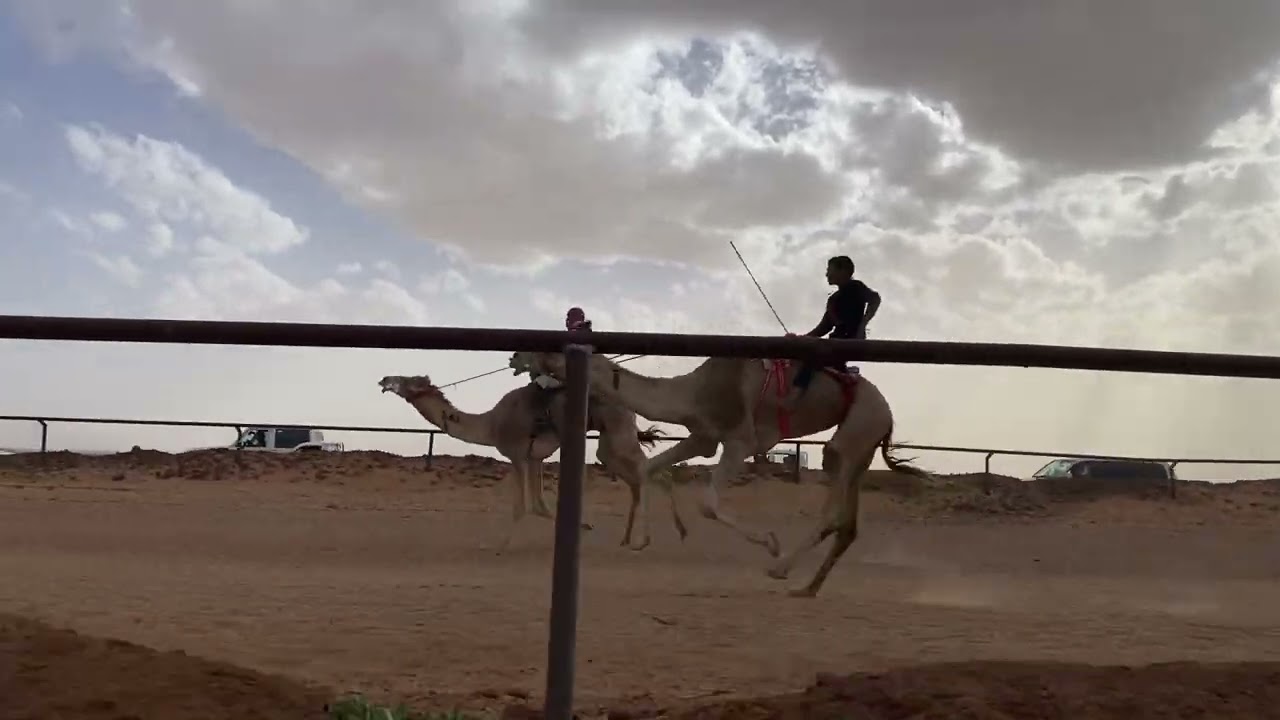 مارثون هجان تيماء مقدم من /مبارك مسند العرنون المركز الاول/ حلوان عبدالله دخيل الله العطوي