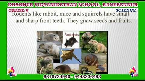 Grade V - Science - Chapter 2 - Animals Everywhere - Part 2 - 08-07-2020