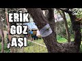 Erik Ağacına Göz Aşı Nasıl Yapılır?