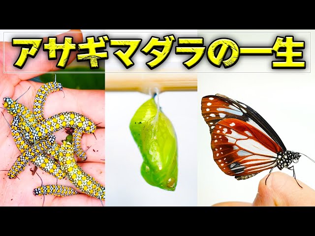 ギジョランの苗木1本と アサギマダラの幼虫(10㍉)1匹 ギジョランの苗木1本と アサギマダラの幼虫(10㍉)1匹 Raising the larvae