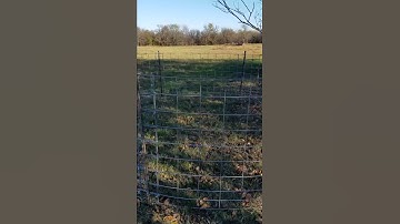 Circle trap for hogs