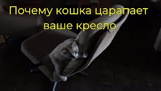 Почему кошка царапает ваше кресло ІІ Как отучить кошку делать пакости ІІ Воспитание кошек ІІ