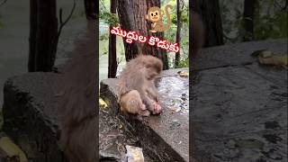Muddula koduku | ముద్దుల కొడుకు 🐒