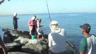 Fishing - Stingray at Dubai Marina