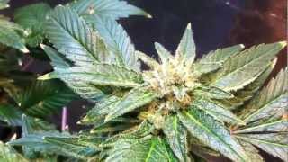 Blue Mystic, Pro-Grow 180 LED Grow Light & Bubbleponics