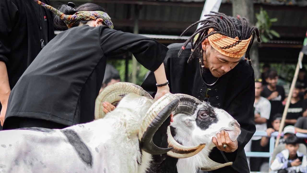 BOBOTOH NYENTRIK DOMBA GARUT || PAMIDANGAN SAWALA MAJALENGKA
