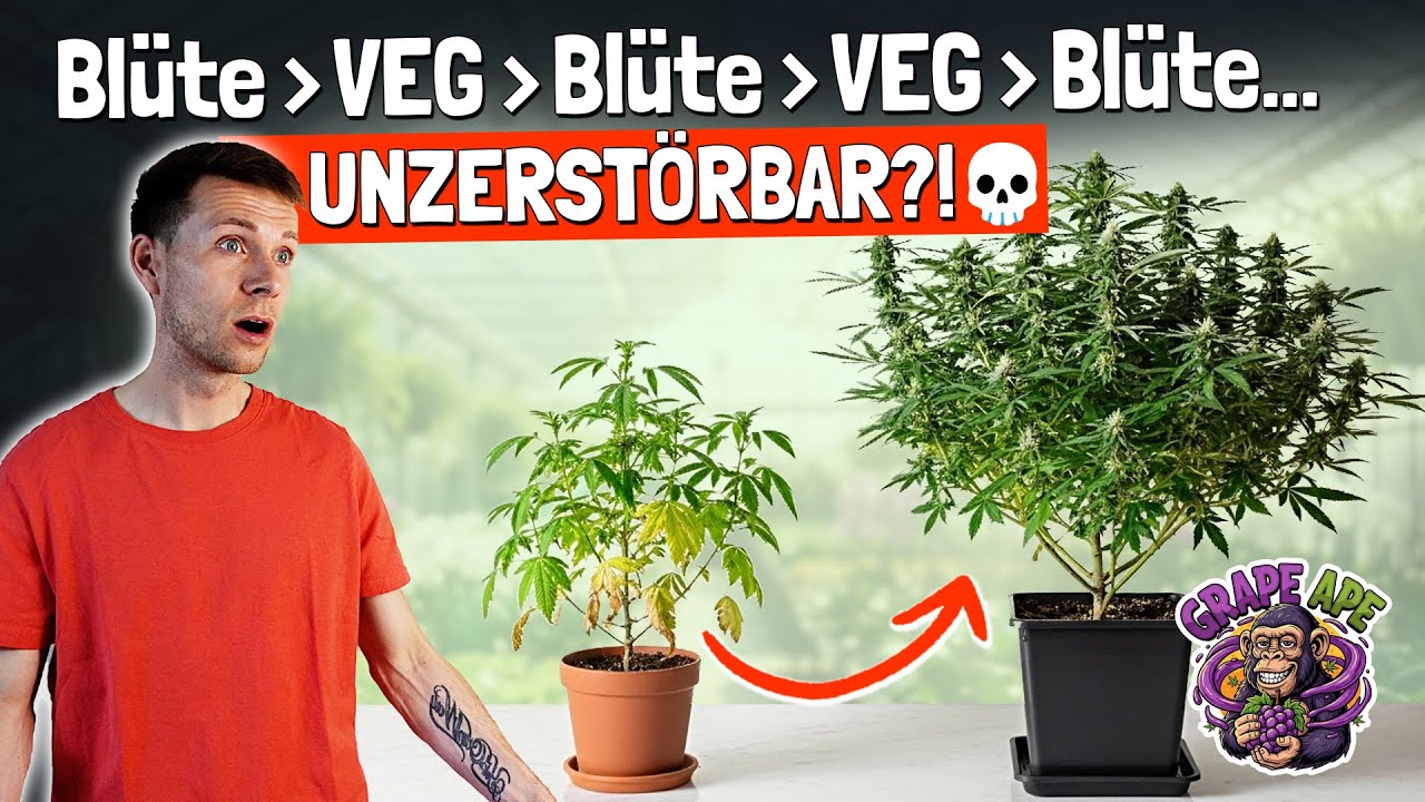 ReVeg-Experiment eskaliert: Wie viel Stress hält eine Pflanze wirklich aus?😳