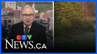 Video captures interaction between deer and pheasant