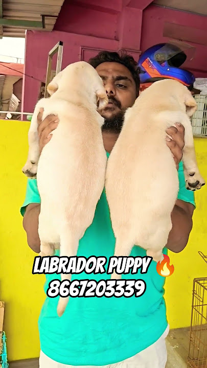 Labrador Apple Head 🍎 - 8667203339/9363859103 #mspetskennels #labradorpuppy