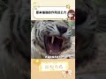 原来猫猫的作用这么大#萌宠 #万万没想到 #猫猫 #宠物 #大作用