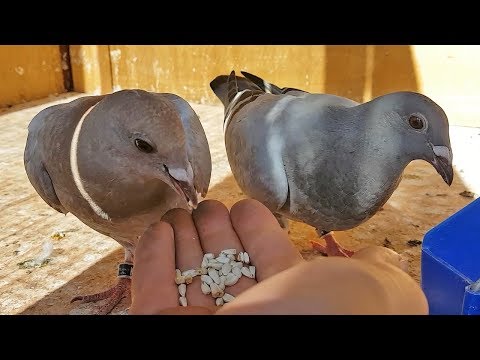 Video: Dokážete skrotiť holuba hrivnáka?