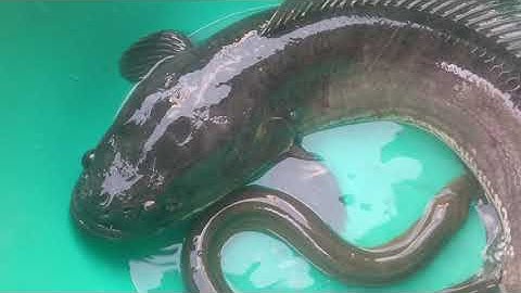 Lươn đồng khủng nấu canh chua cơm mẻ bắp chuối!