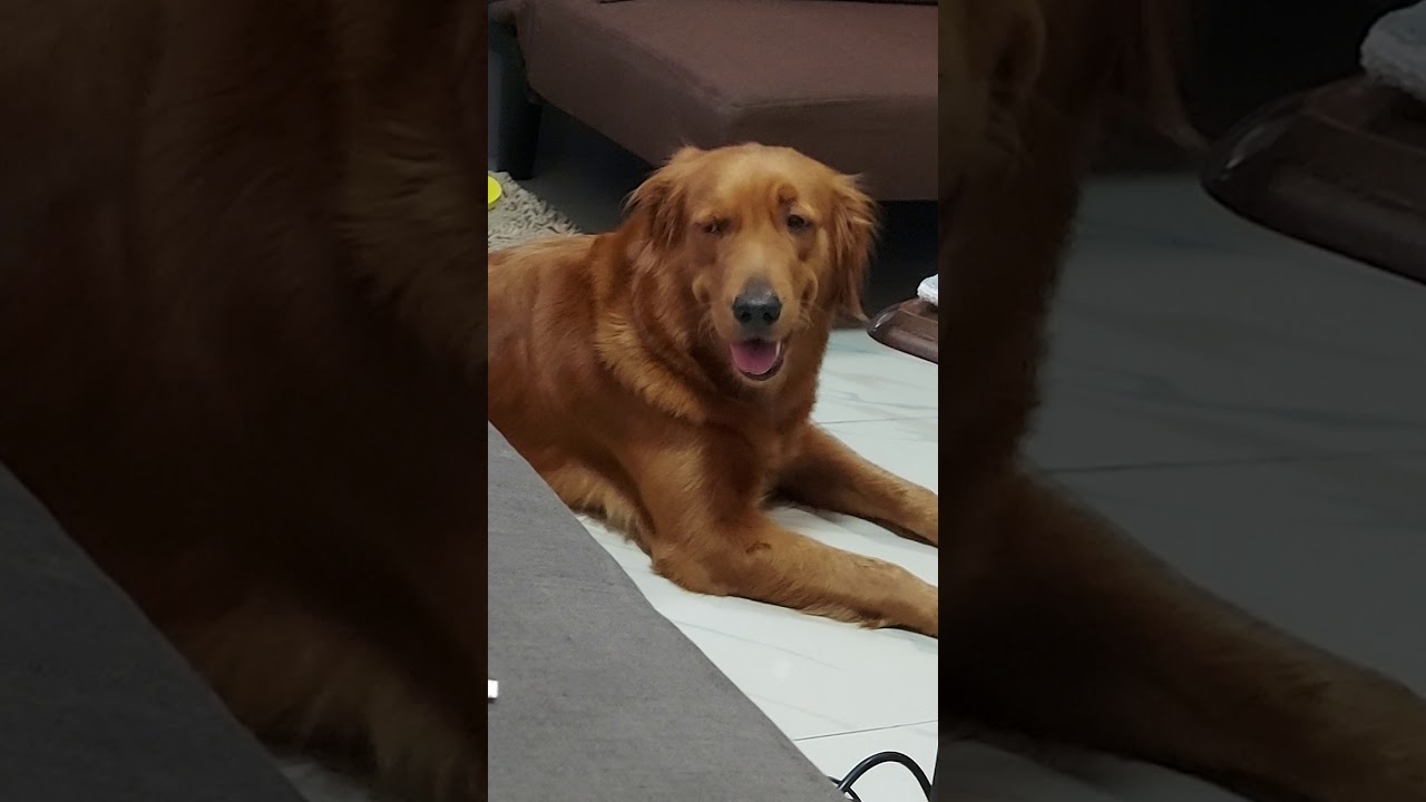 A happy Golden Retriever YouTube