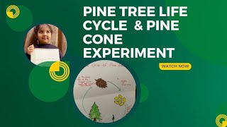 pine tree 🌲 life cycle & pinecone in water experiment