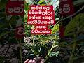 ගෙදර පෝට් එකක පැනිතෝර ගහක් වවමුද? #farming #viralvideo