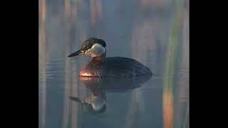 Red Necked Grebe Sound