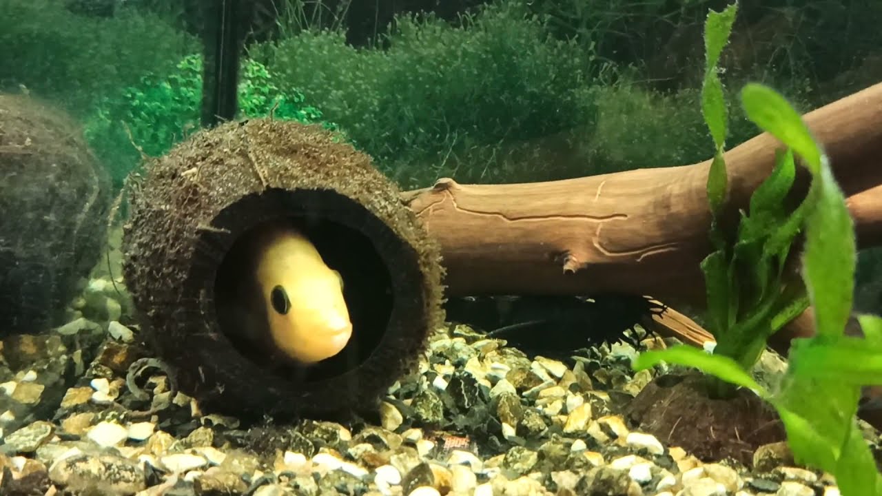 Аквариум на 100 литров