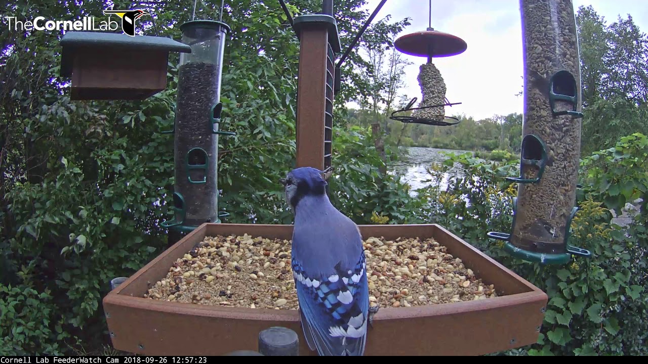 Blue Jay: A New Look at a Common Feeder Bird