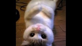 help.flv