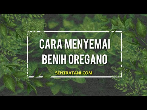 Video: Maklumat Mengenai Menanam Oregano Dalam Ruangan