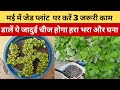 Jade plant care in may । करें 3 जरूरी काम डालें ये जादुई खाद पौधा पूरे साल रहेगा हरा भरा & घना LG