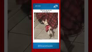 🐶 perrito feliz 🐾 🤖 #feliznavidad | #shorts #memes