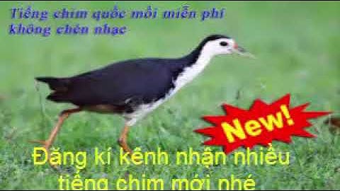 Tieng quốc mồi chuẩn nhất | bẫy cực nhạy