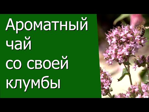 Ароматный чай со своей клумбы