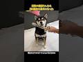 おもちゃの剣で斬られて演技の練習する柴犬が可愛すぎる😍 #柴犬 #犬のいる暮らし #犬の気持ち #犬のいる生活