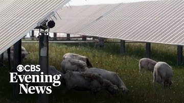 Struggling farmer ditches cotton, finds success grazing sheep on solar farms